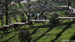 Libur Telah Tiba, Yuk Santai Sejenak di Agrowisata Gunung Mas