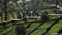 Ada juga Tea Bridge Gunung Mas yang menawarkan pengalaman menjelajah kebun teh lewat jembatan kayu. Panjang jembatan kayu yang membentang di tengah hamparan kebun teh tersebut kurang lebih 260 meter.