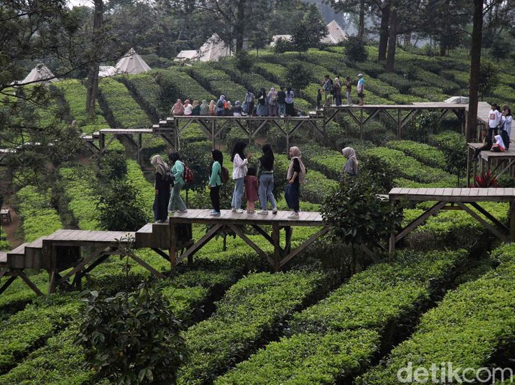 Libur Telah Tiba, Yuk Santai Sejenak di Agrowisata Gunung Mas