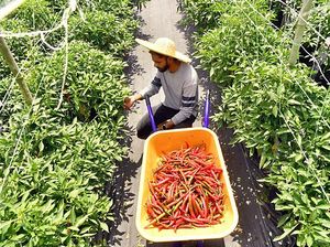 Keren! Mantan Engineer Ini Justru Sukses Jadi Petani Cabe