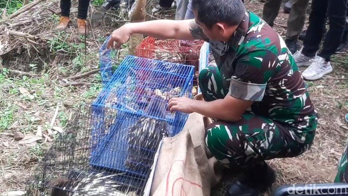 Pelepasliaran hewan langka di Pegunungan Sanggabuana, Karawang.