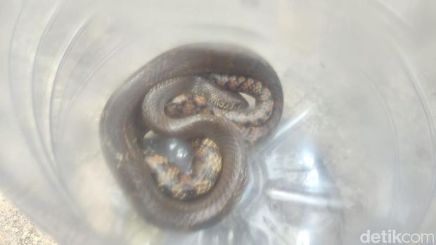 Penampakan ular macan yang terciduk mau mangsa perkutut di Wonosari, Gunungkidul. Foto diambil Selasa (25/6/2024).