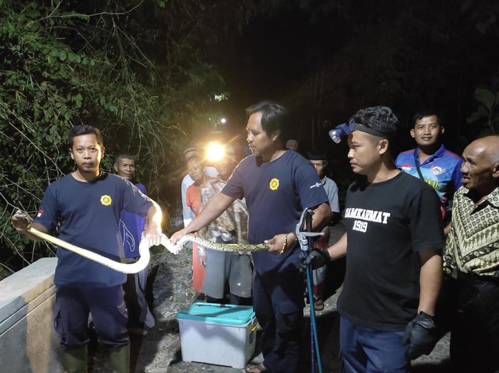 Petugas Damkar Gunungkidul dan warga mengevakuasi ular sanca di Kalurahan Siraman, Wonosari, Gunungkidul, DIY, Senin (24/6/2024) malam.