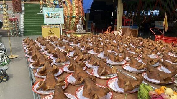 Pria di Thailand Viral Bawa Sesajen 99 Kepala Babi dan 100 Telur Rebus