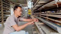Dalam sehari, ia bisa memanen 45 kiligram telur puyuh dari hasil membudidaykan 5 ribu ekor burung telur puyuh.