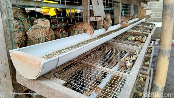 Anggota Polisi di Lumajang Sukses Budidaya Burung Puyuh