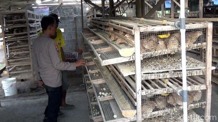Anggota Polisi di Lumajang Sukses Budidaya Burung Puyuh Anggota Polisi di Lumajang Sukses Budidaya Burung Puyuh