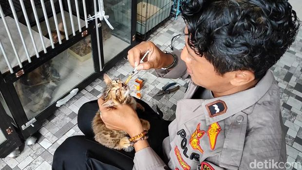 Anggota Polres Pasuruan Kota yang hobi merawat kucing kini membudidayakan kucing bengal.