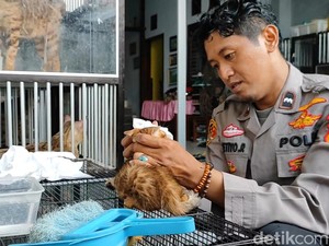 Hobi Rawat Kucing Bengal Bawa Cuan untuk Polisi Pasuruan Ini