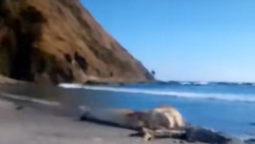 Tangkapan layar foto penemuan bangkai diduga cumi-cumi raksasa di pantai selatan Lombok. Foto: istimewa.