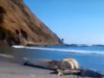 Viral Warga Temukan Bangkai Diduga Cumi-Cumi Raksasa di Pantai Lombok