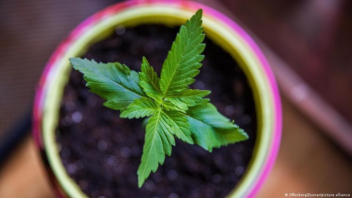 Masa Depan Cerah bagi Industri Ganja yang Berkembang di Jerman