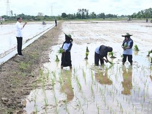Jokowi: Semua Negara Kena Gelombang Panas, Produksi Beras Turun