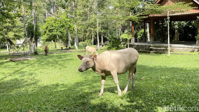 Lembu putih di Desa Wisata Taro, Gianyar, Bali