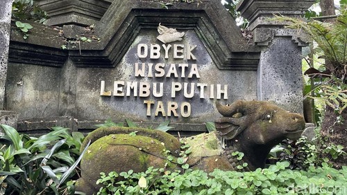 Lembu putih di Desa Wisata Taro, Gianyar, Bali