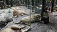 Di Faunaland warga bisa berinteraksi dengan hewan, seperti singa, siamang, tapir, kuda dan unta.  