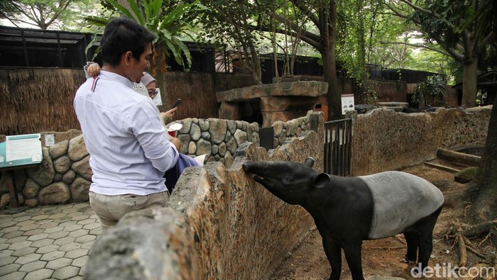 Faunaland Ancol menjadi destinasi favorit bagi warga untuk menikmati liburan. Di sini anak Anda dapat berinteraksi dengan berbagai hewan.