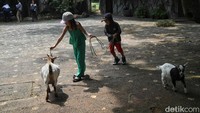 Anak-anak tampak berinteraksi dengan domba.  