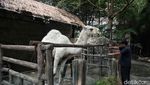 Liburan dan Berinteraksi dengan Berbagai Hewan di Faunaland Ancol