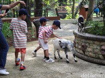 Faunaland Ancol Pas buat Edukasi tentang Keanekaragaman Satwa untuk Anak-Anak