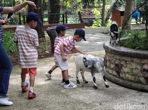 Faunaland Ancol Pas buat Edukasi tentang Keanekaragaman Satwa untuk Anak-Anak