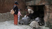 Sejumlah pengunjung berinteraksi dengan kura-kura dan kelinci saat mengunjungi Faunaland, Ancol, Jakarta Utara, Rabu (26/6/2024).  