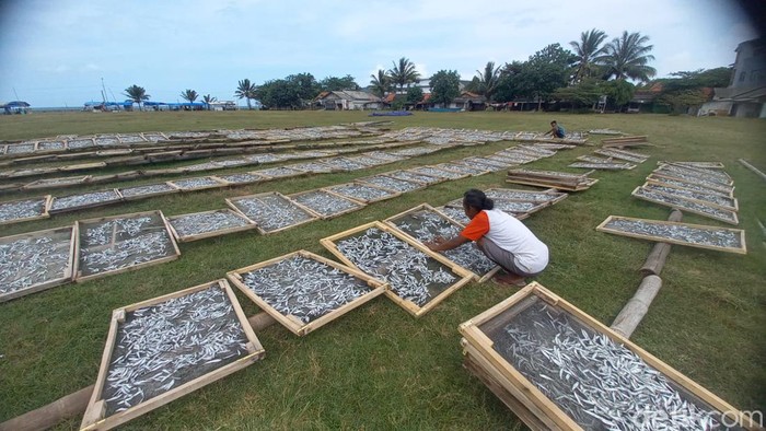 Nelayan di Pantai Timur Pangandaran full senyum ikan layang kembali panen raya.
