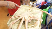 Ia memilih sendiri seafood yang akan dinikmati, termasuk kepiting yang besar ini. Meski masih dalam tahap pemulihan usai oplas, Sarwendah tetap semangat kulineran. Foto: YouTube Sarwendah Official
