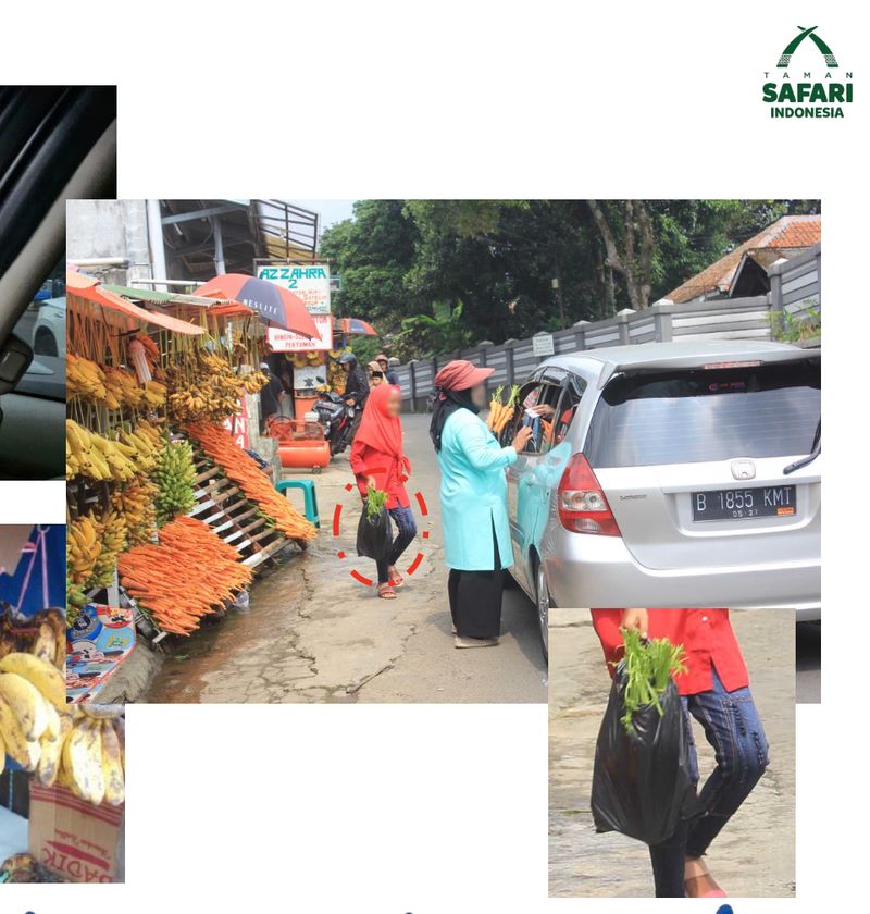 Pedagang wortel di Taman Safari