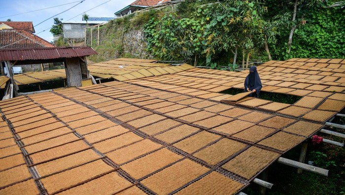 Petani mengiris daun tembakau yang telah dipanen di Desa Banyuresmi, Tanjungsari, Kabupaten Sumedang, Jawa Barat, Rabu (26/6/2024). Kementerian Keuangan mencatat, realisasi penerimaan Cukai Hasil Tembakau (CHT) per Februari 2024 mencapai Rp 39,5 triliun, atau mengalami penurunan sebesar 6,6 persen dibanding periode yang sama pada tahun sebelumnya. ANTARA FOTO/Raisan Al Farisi/foc.