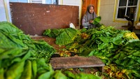 Petani mengiris daun tembakau yang telah dipanen di Desa Banyuresmi, Tanjungsari, Kabupaten Sumedang, Jawa Barat, Rabu (26/6/2024).