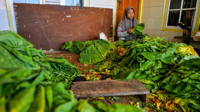 Penerimaan Cukai Hasil Tembakau Menurun 6,6 Persen Petani mengiris daun tembakau yang telah dipanen di Desa Banyuresmi, Tanjungsari, Kabupaten Sumedang, Jawa Barat, Rabu (26/6/2024). Kementerian Keuangan mencatat, realisasi penerimaan Cukai Hasil Tembakau (CHT) per Februari 2024 mencapai Rp 39,5 triliun, atau mengalami penurunan sebesar 6,6 persen dibanding periode yang sama pada tahun sebelumnya. ANTARA FOTO/Raisan Al Farisi/foc.