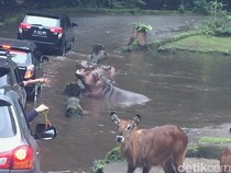 Taman Safari Larang Pedagang Wortel Pakai Plastik atau Rafia
