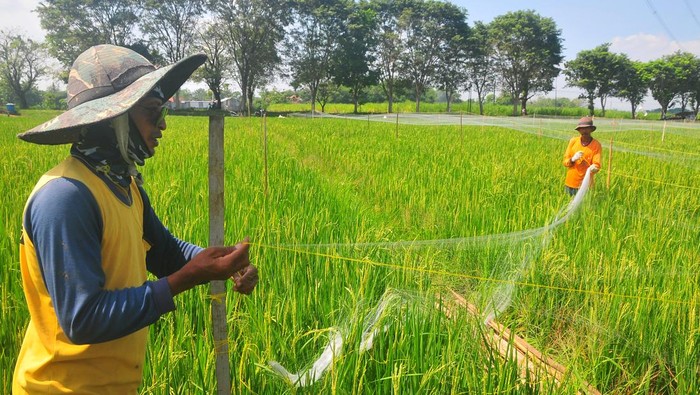 Petani Gercep Pasang Jaring Penghalau Hama Burung Petani memasang jaring penghalau hama burung pipit (Estrildidae) pada tanaman padi di persawahan Desa Tanjungrejo, Jekulo, Kudus, Jawa Tengah, Rabu (26/6/2024). Menurut petani setempat, jaring penghalau tersebut dapat mengurangi serangan hama burung pipit pemakan padi hingga 80 persen sehingga dapat membantu petani meningkatkan produksi gabah. ANTARA FOTO/Yusuf Nugroho/nym.