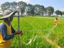 Potret Petani Gercep Pasang Jaring Penghalau Hama Burung