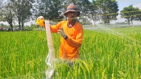 Dengan memasang jaring, dapat membantu petani meningkatkan produksi gabah.