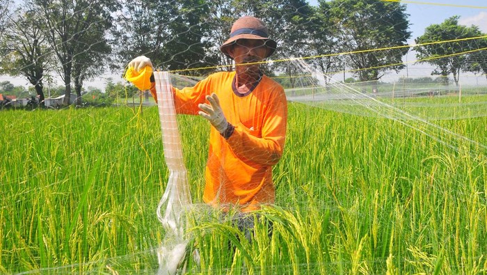 Petani Gercep Pasang Jaring Penghalau Hama Burung Petani memasang jaring penghalau hama burung pipit (Estrildidae) pada tanaman padi di persawahan Desa Tanjungrejo, Jekulo, Kudus, Jawa Tengah, Rabu (26/6/2024). Menurut petani setempat, jaring penghalau tersebut dapat mengurangi serangan hama burung pipit pemakan padi hingga 80 persen sehingga dapat membantu petani meningkatkan produksi gabah. ANTARA FOTO/Yusuf Nugroho/nym.