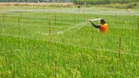 Menurut petani setempat, jaring penghalau tersebut dapat mengurangi serangan hama burung pipit pemakan padi hingga 80 persen.