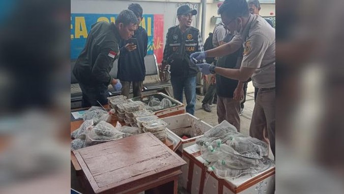 Petugas Bea Cukai Teluk Nibung saat menemukan seratus reptil yang dikemas dalam styrofoam. (Istimewa)