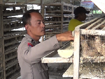 Polisi di Lumajang Raup Cuan Belasan Juta dari Bisnis Budidaya Burung Puyuh