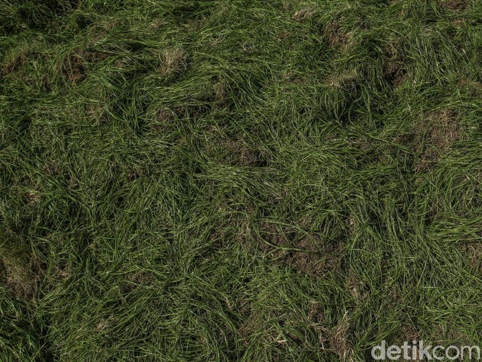 Revitalisasi Rumput SUGBK Dimulai