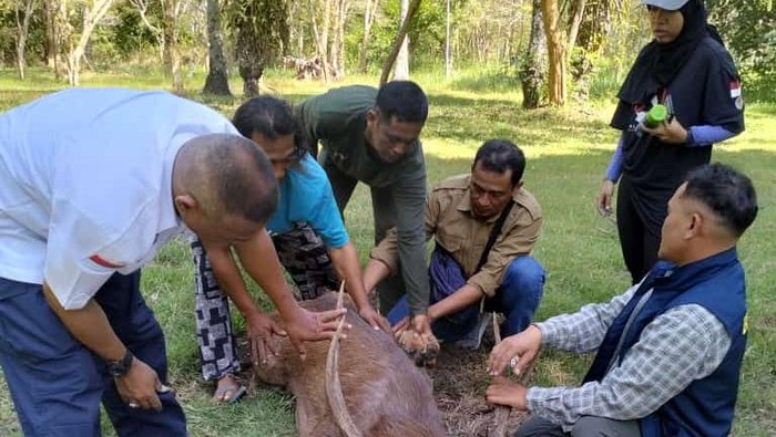 Rusa TNBB yang tercebur di tambak udang saat mendapatkan perawatan oleh petugas di Kantor TNBB, Rabu (26/6/2024).