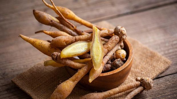 Temu kunci atau fingerroot