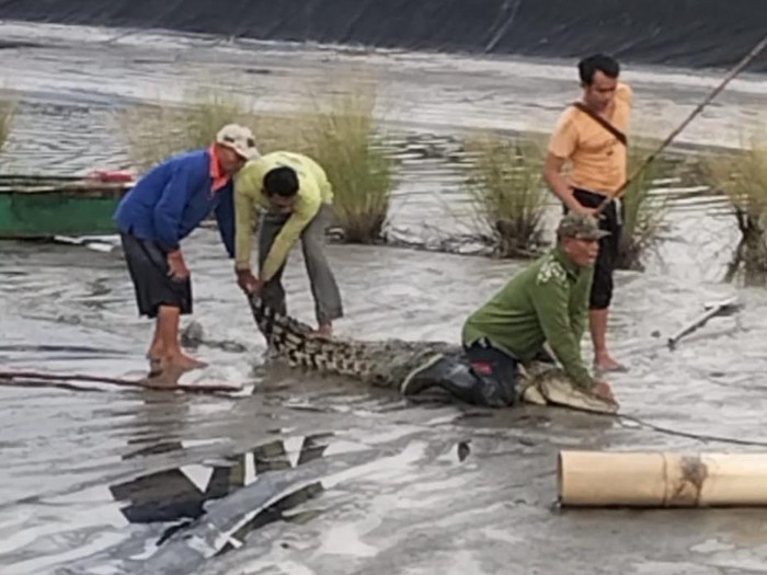 Warga dan Polisi berhasil mengamankan buaya yang masuk tambak