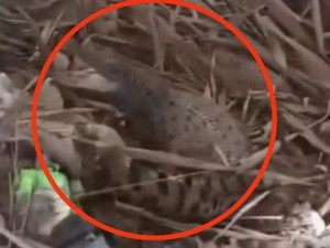 Niat Cari Ikan, Warga di Trenggalek Justru Temukan Anak Buaya