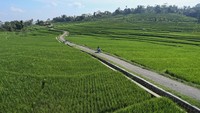 Seorang warga melintas di kawasan agrowisata persawahan terasiring Ciboer Pass di Desa Wisata Bantar Agung, Sindangwangi, Majalengka, Jawa Barat, Kamis (27/6/2024).  