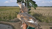 Petani setempat memanfaatkan burung hantu guna mengendalikan populasi hama tikus di lahan pertanian padi seluas 100 hektare.  