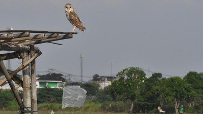 Burung Hantu Jadi Pengendali Hama Tikus di Persawahan