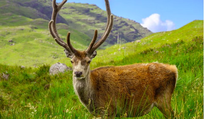 Callum si rusa jantan Skotlandia