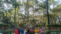 detikTravel pun setelah menerjang panasnya Jakarta Utara dengan debu jalanan, Rabu (26/6/2024)  akhirnya sampai ke kawasan yang asri dengan udara sejuk tanpa debu jalanan. Hutan Kota Penjaringan ini luasnya sekitar 135.000 meter persegi ini jadi magnet untuk warga sekitar.  
